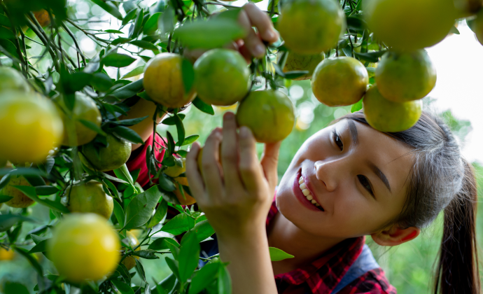 Lifetime Organic Fruit Orchard Investmen